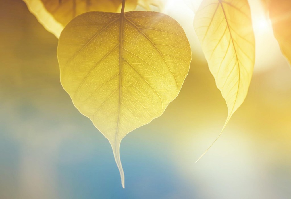 Sunshine light shining on a leaf close up